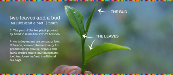 Charismastic tea gift set two leaves and bud showing the part of the tea plant they use to make their tea the top two leaves and the bud for a premimum mix